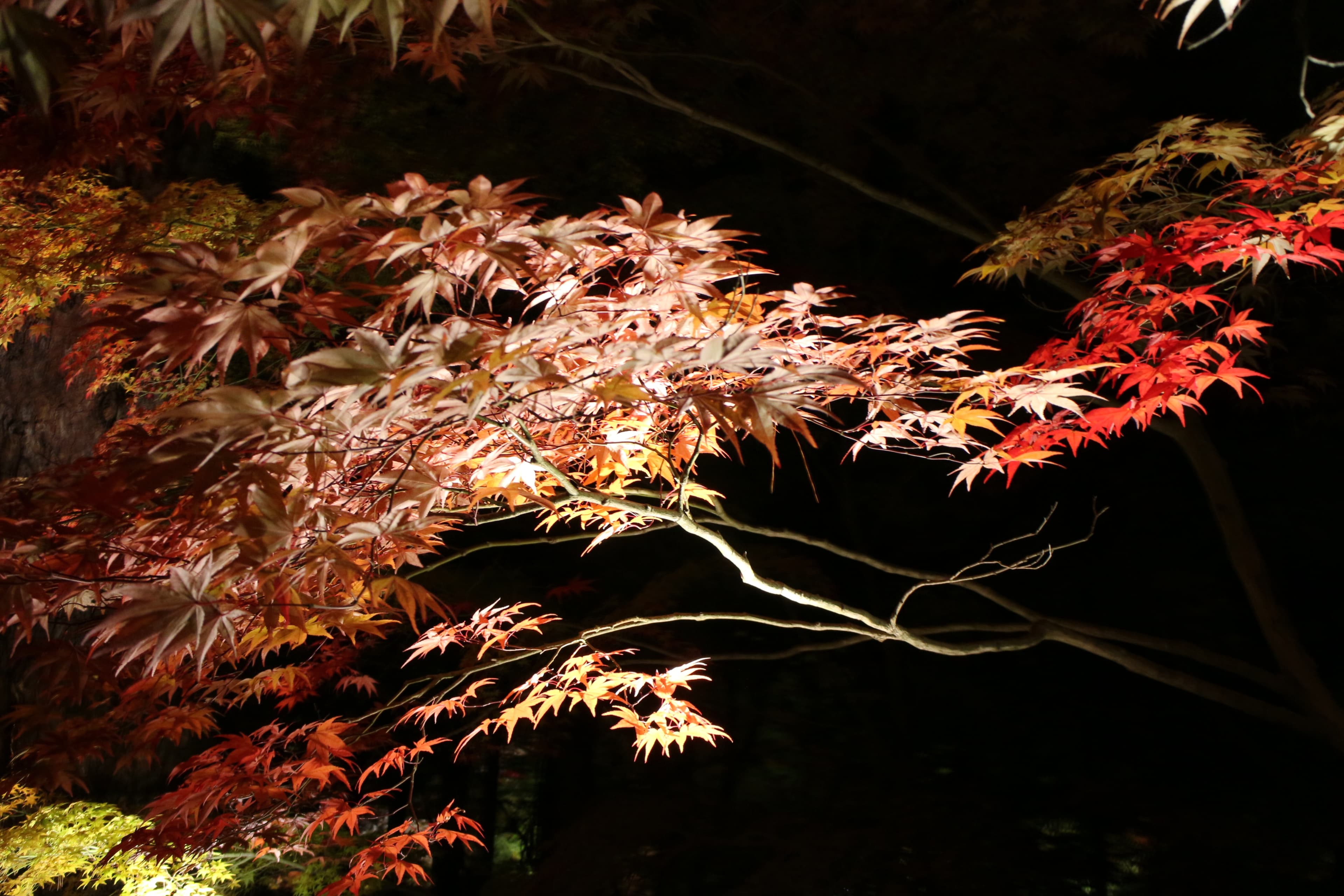 京都・永観堂(禅林寺)の紅葉ライトアップ