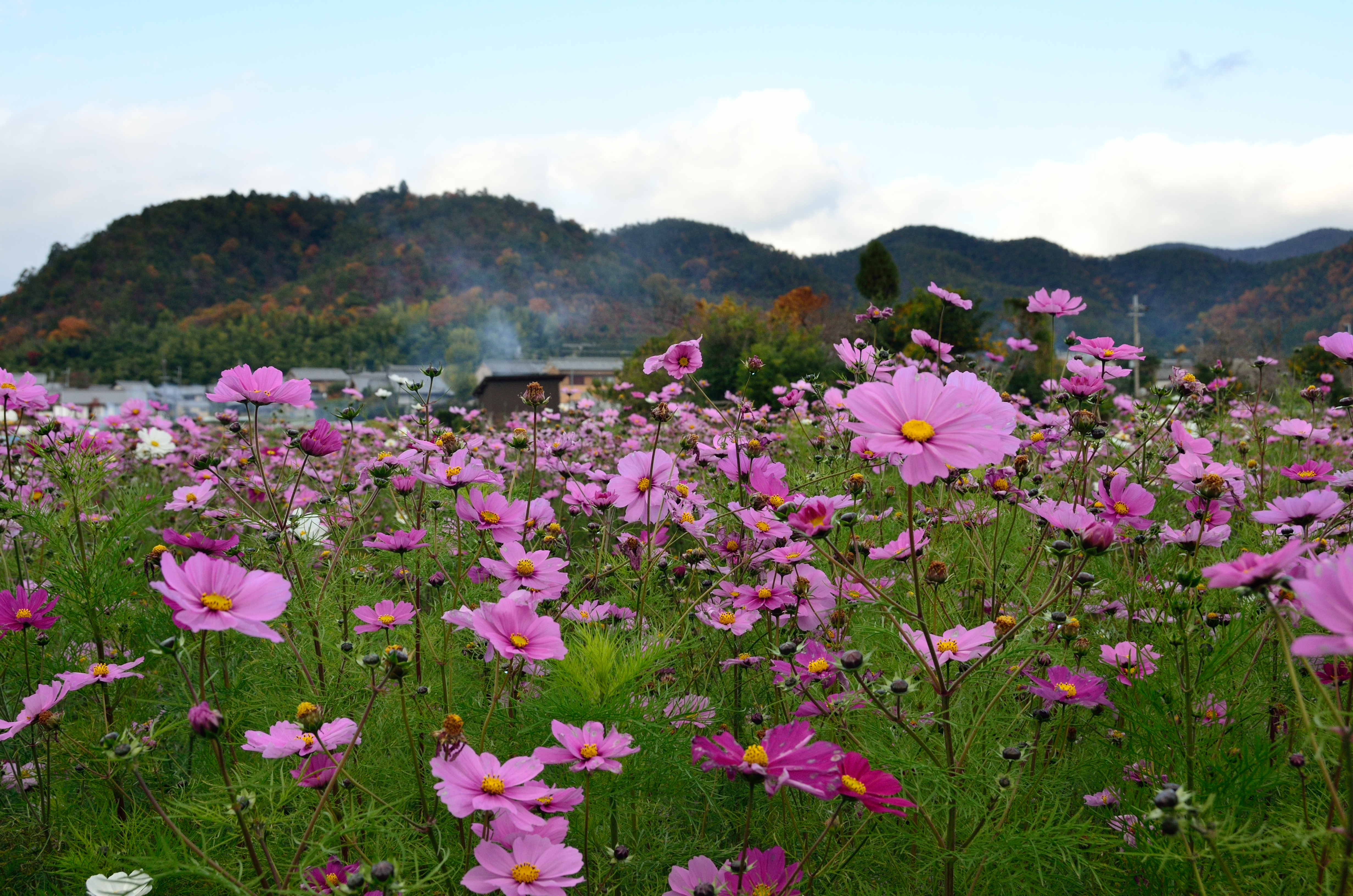 京都・嵐山の紅葉