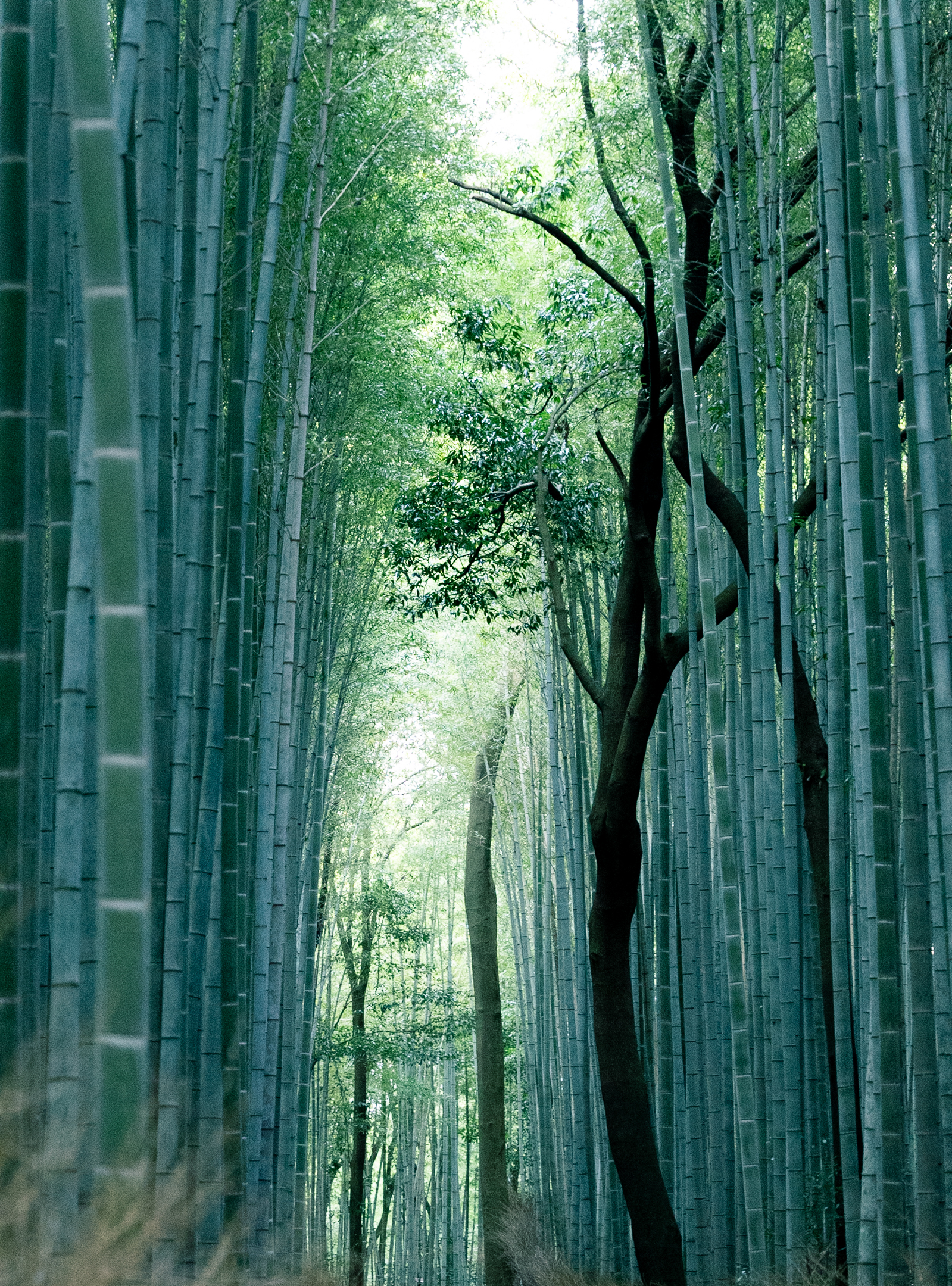 京都・嵐山の竹林の小径