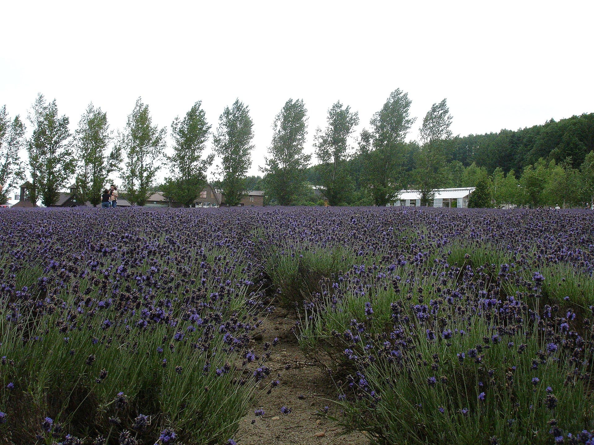Furano Lavender Season at Farm Tomita 2026