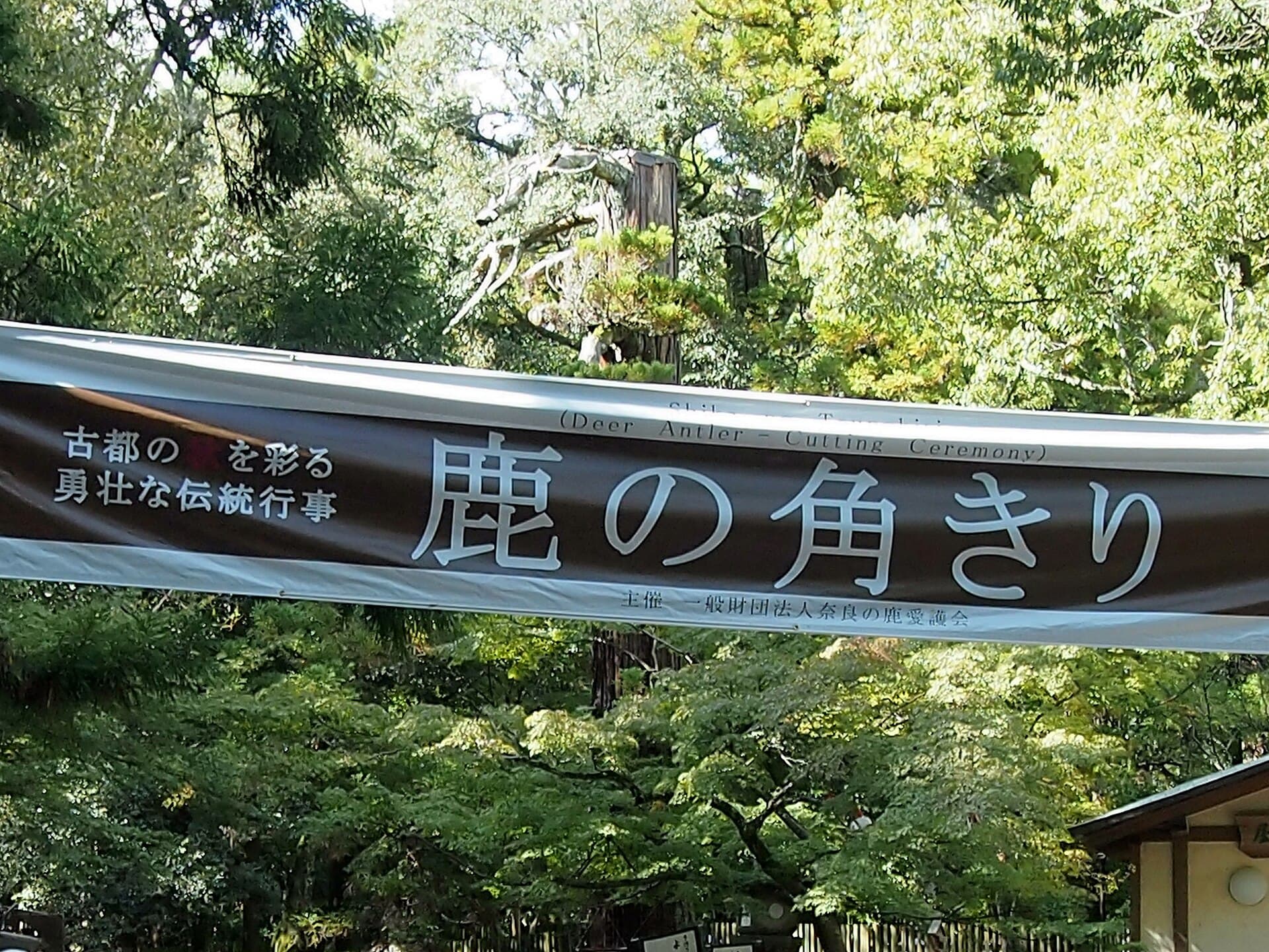 鹿の角きり