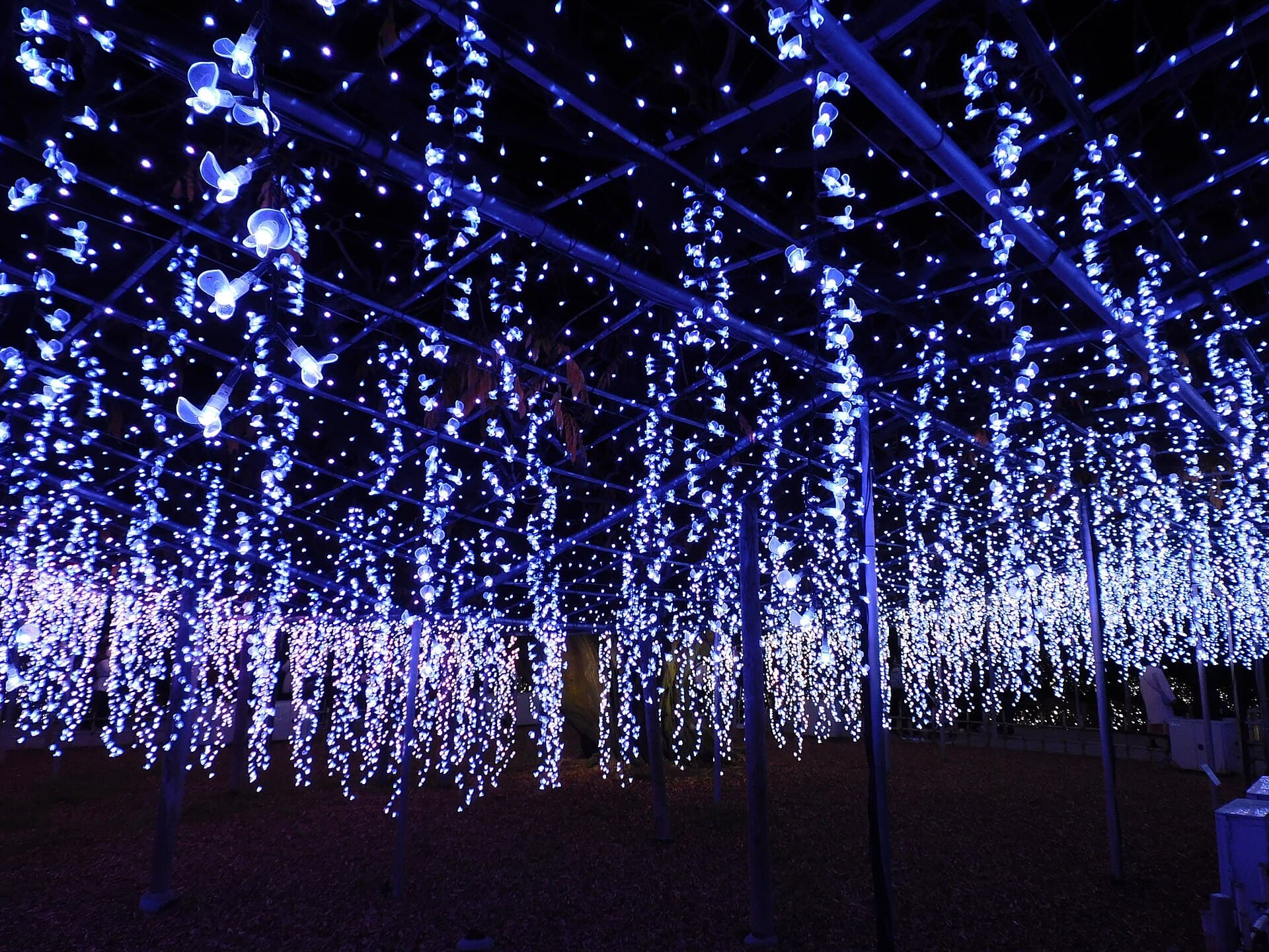 Ashikaga Flower Park: Flower Fantasy Winter Illumination