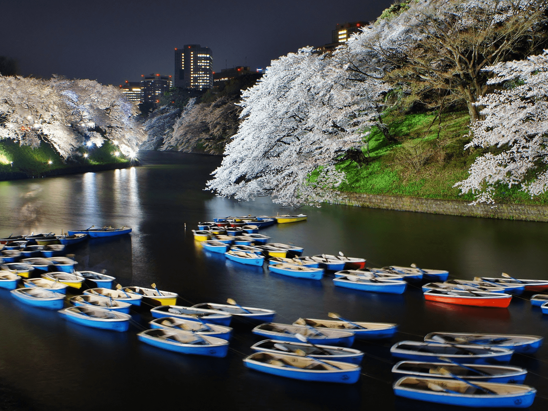 千鳥ヶ淵の桜